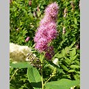 Spiraeaceae (tawułowate)
