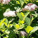 Spiraea betulifolia (tawuła brzozolistna)