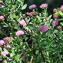 Spiraea splendens (tawuła gęstokwiatowa)