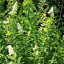 Spiraea alba (tawuła biała)