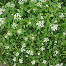 Spiraea decumbens (tawuła rozpostarta)