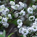 Spiraea prunifolia (tawuła śliwolistna)