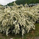Spiraea ×vanhouttei (tawuła van Houtte'a)