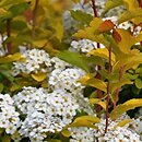 Spiraea ×vanhouttei Gold Fountain