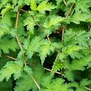 Neillia incisa Crispa