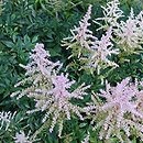 Astilbe ×rosea Lilli Goos