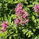 Astilbe ×rosea Rubin