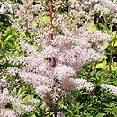 Astilbe Rubella