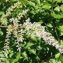 Astilbe ×rosea Queen Alexandra