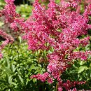 Astilbe Jump and Jive