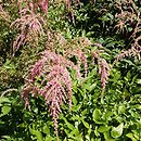 Astilbe Straussenfeder