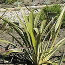 Phormium colensoi (tęgosz Cooka)