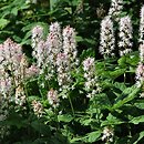 Tiarella Ninja