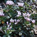 Thlaspi bellidifolium