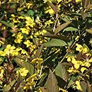 Lysimachia ciliata (tojeść orzęsiona)
