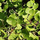 Populus (topola)