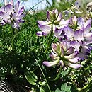 Astragalus alpinus (traganek alpejski)