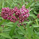 Asclepias incarnata Cinderella