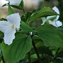 Trillium (trójlist)