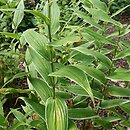 Tricyrtis hirta Variegata