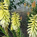 Kniphofia Buttercup