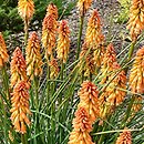 Kniphofia Ember Glow