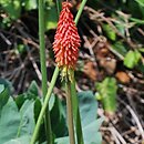 Kniphofia Nancy Red