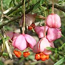Euonymus nanus var. turkestanicus (trzmielina niska odm. turkiestańska)