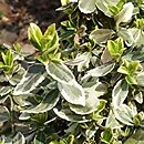 Euonymus fortunei Gracilis