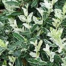 Euonymus fortunei Harlequin