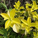 Euonymus fortunei Sheridan Gold