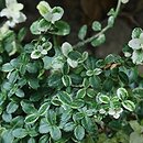 Euonymus fortunei Silverstone