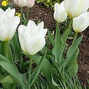 Tulipa Purissima