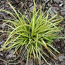 Carex oshimensis EverColor Everlime