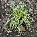 Carex oshimensis (turzyca oszimska)