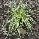 Carex oshimensis Evergold