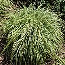 Carex ornithopoda Variegata