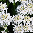 Iberis sempervirens Schneeflocke