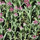 Antennaria alpina (ukwap alpejski)