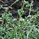 Antennaria neglecta (ukwap zaniedbany)