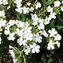 Verbena ×hybrida Obsession White