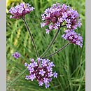 Verbena bonariensis (werbena patagońska)