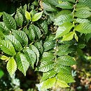 Ulmus ×hollandica Jacqueline Hillier
