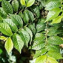 Ulmus ×hollandica (wiąz holenderski)