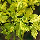 Ulmus ×viminalis Aurea