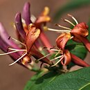 Lonicera henryi (wiciokrzew Henry'ego)
