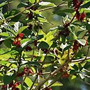 Lonicera involucrata var. ledebourii (wiciokrzew Ledeboura)