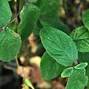 Lonicera chaetocarpa (suchodrzew szczeciniastoowocowy)