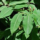 Lonicera caucasica (suchodrzew kaukaski)