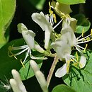 Lonicera quinquelocularis